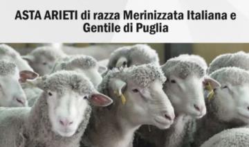 ASTA ARIETI di razza Merinizzata Italiana e Gentile di Puglia!